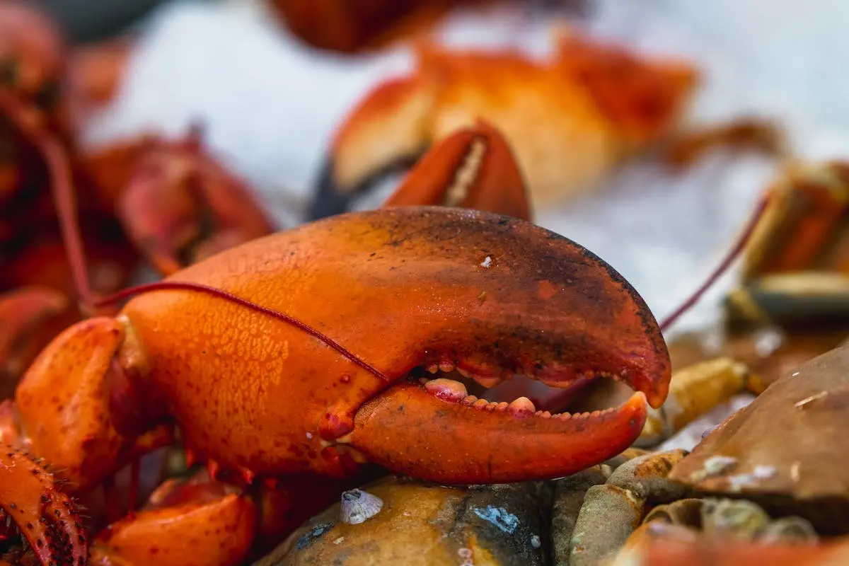 13 Top Restaurants to Try Near Ogunquit Suites